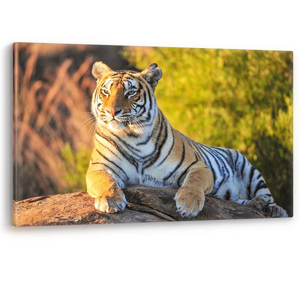 Tiger Portrait Big Cat Sunset Large Canvas Wall Art Picture Print A0 A2 ...